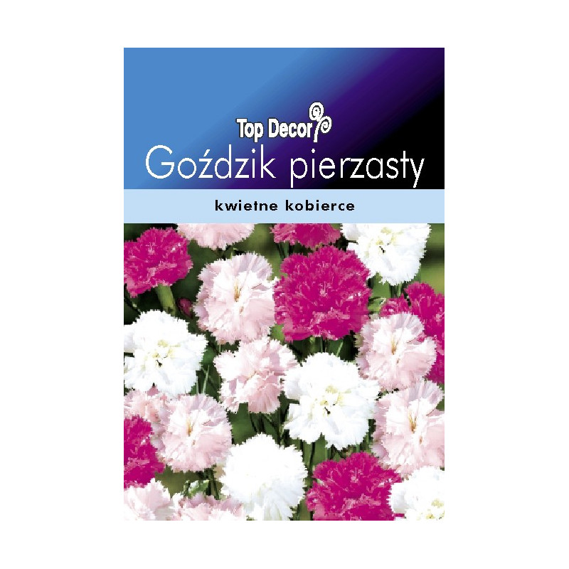 FLORALAND Goździk pierzasty Dianthus plumarius
